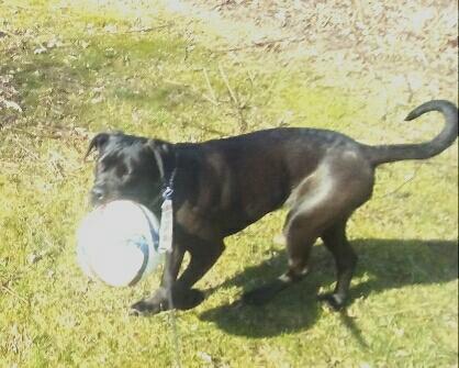 Cane corso Lilith immaculate billede 2