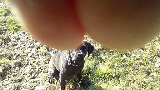 Cane corso Lilith immaculate billede 15