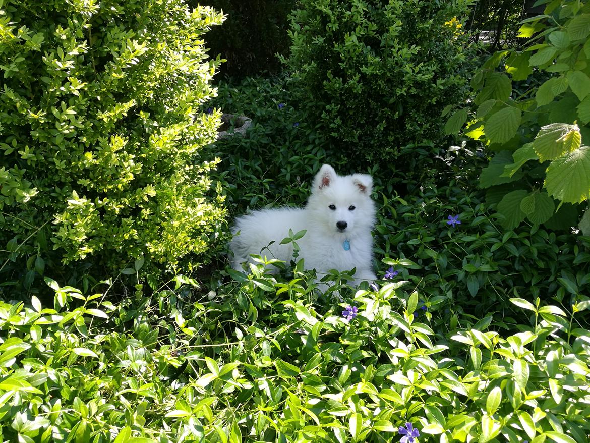 Dansk Spids Balder billede 2