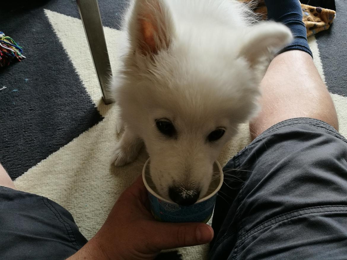 Dansk Spids Balder billede 15