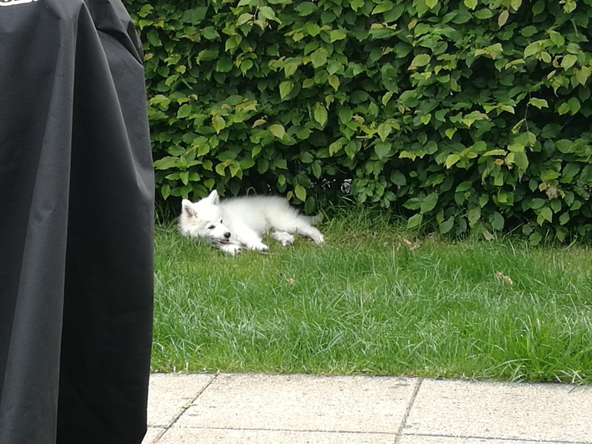 Dansk Spids Balder billede 16