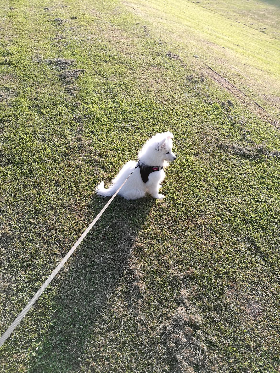 Dansk Spids Balder billede 14