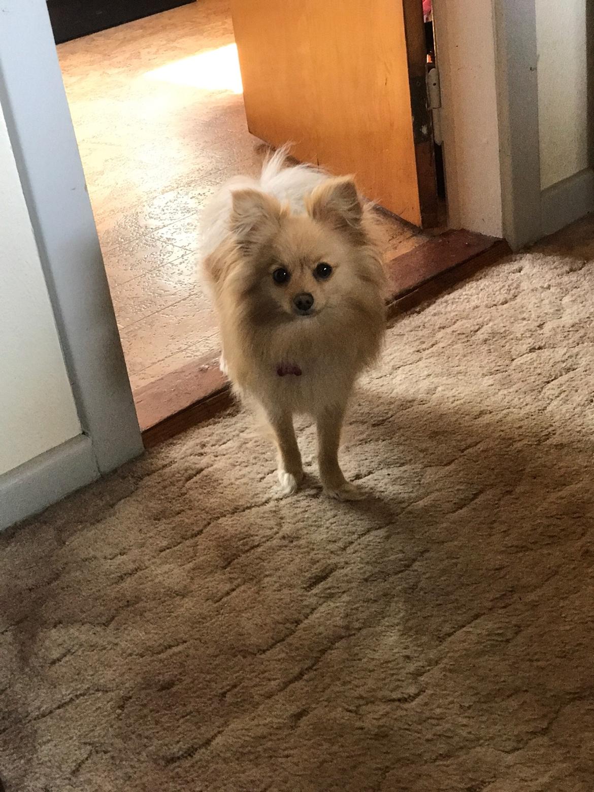 Pomeranian Hailey billede 12