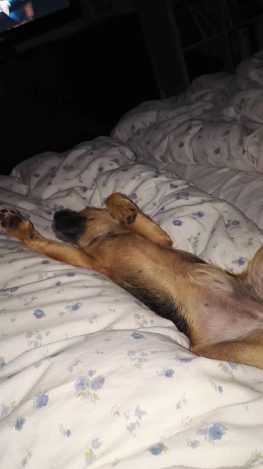 Blanding af racer Lucy billede 3