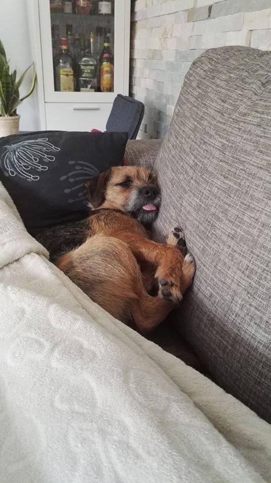 Blanding af racer Lucy billede 1