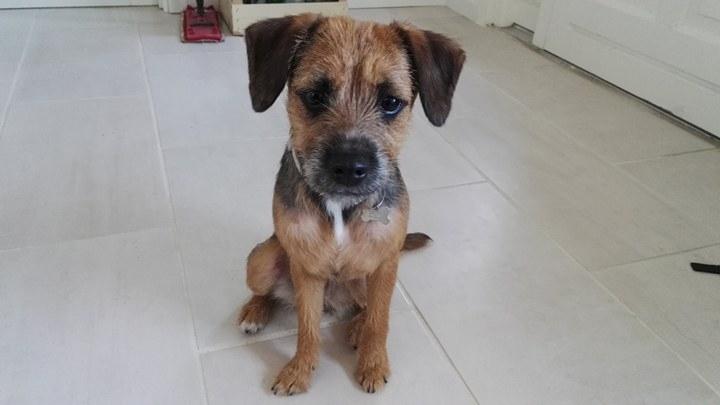 Blanding af racer Lucy billede 5