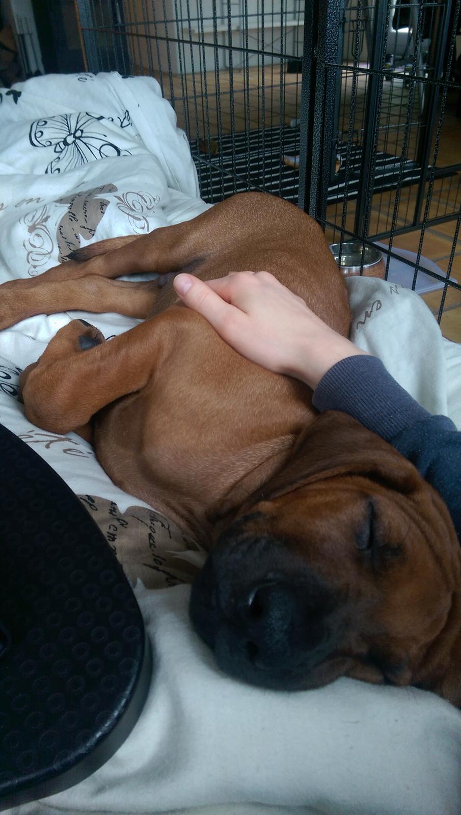 Rhodesian ridgeback Hazinas 7th Galactic  Cosmos "Sam"  - D. 11 juni 2017, cutie <3  billede 30