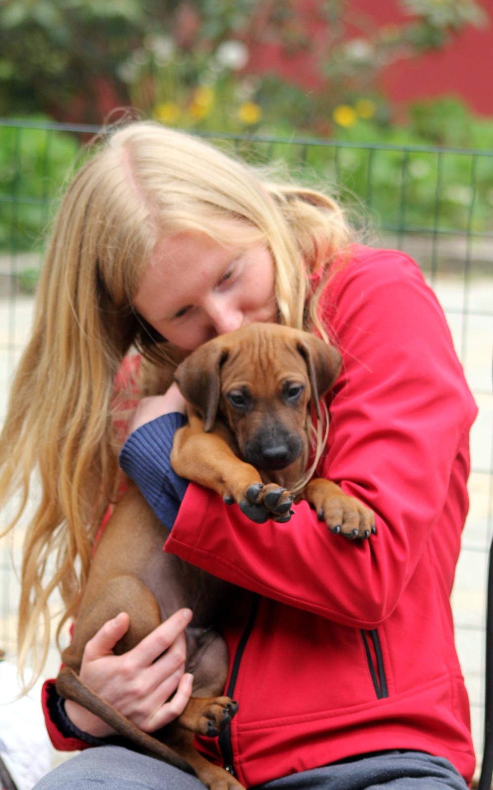 Rhodesian ridgeback Hazinas 7th Galactic  Cosmos "Sam"  - Sam 6 uger gammel <3  billede 31
