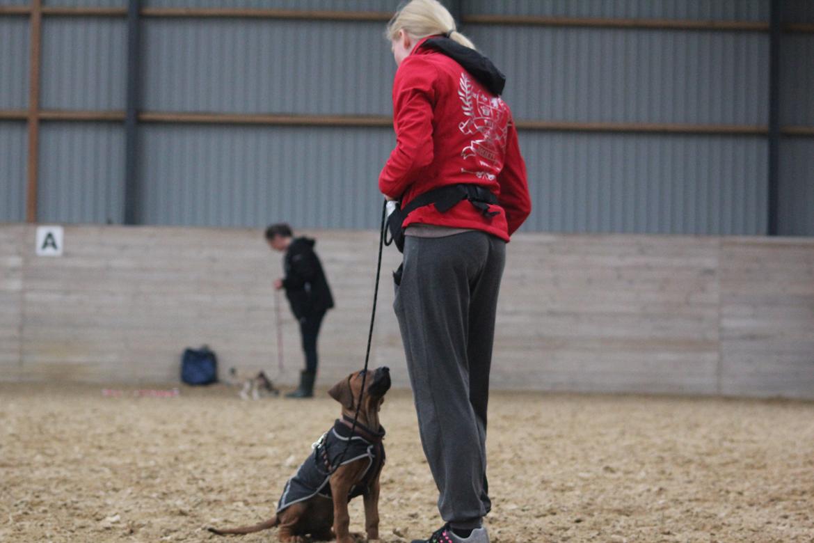Rhodesian ridgeback Hazinas 7th Galactic  Cosmos "Sam"  - D. 12 juni 2017, til vores første træning hos Nordhund, 9 uger gammel. billede 38