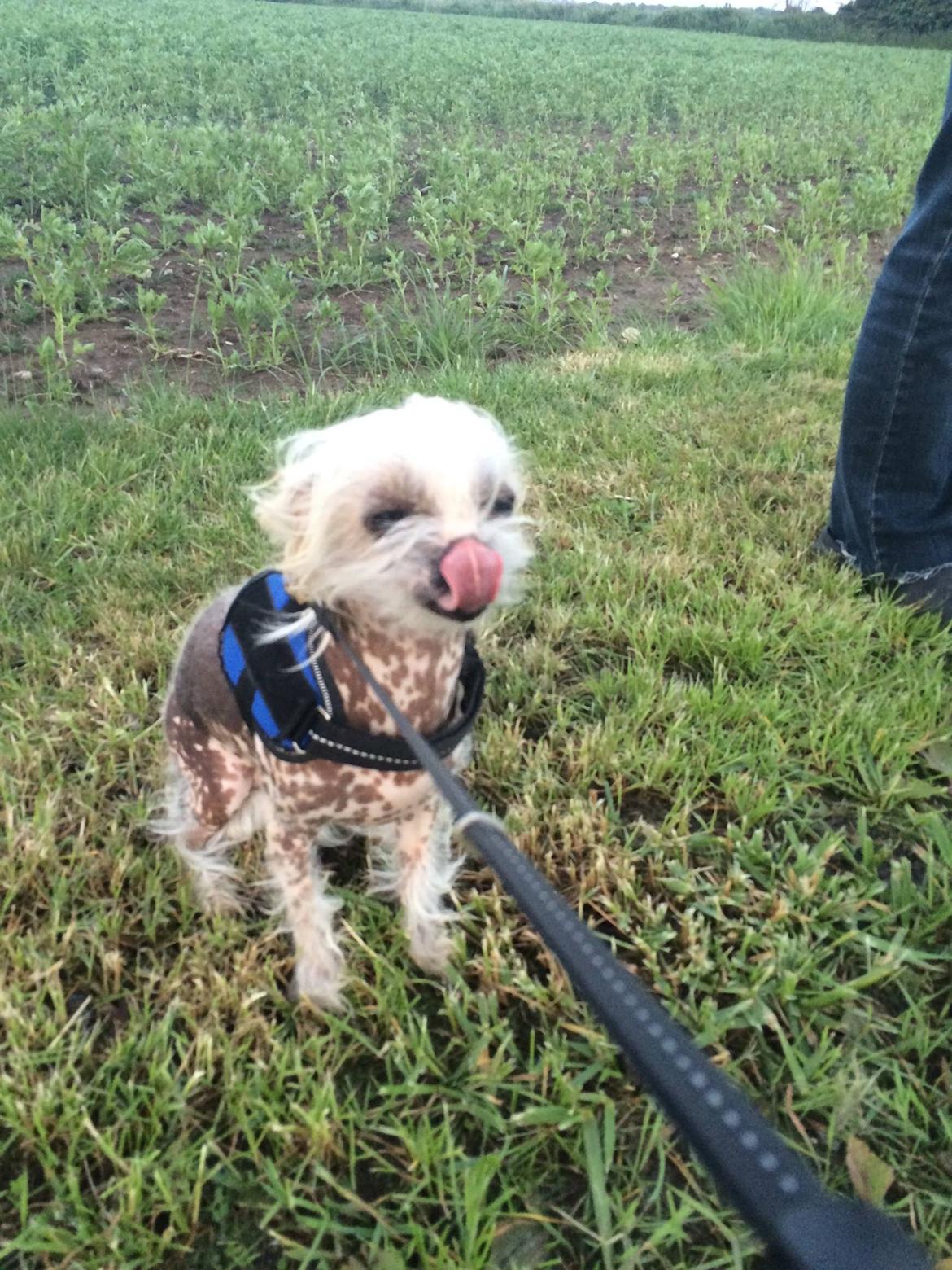 Blanding af racer Chilla billede 33