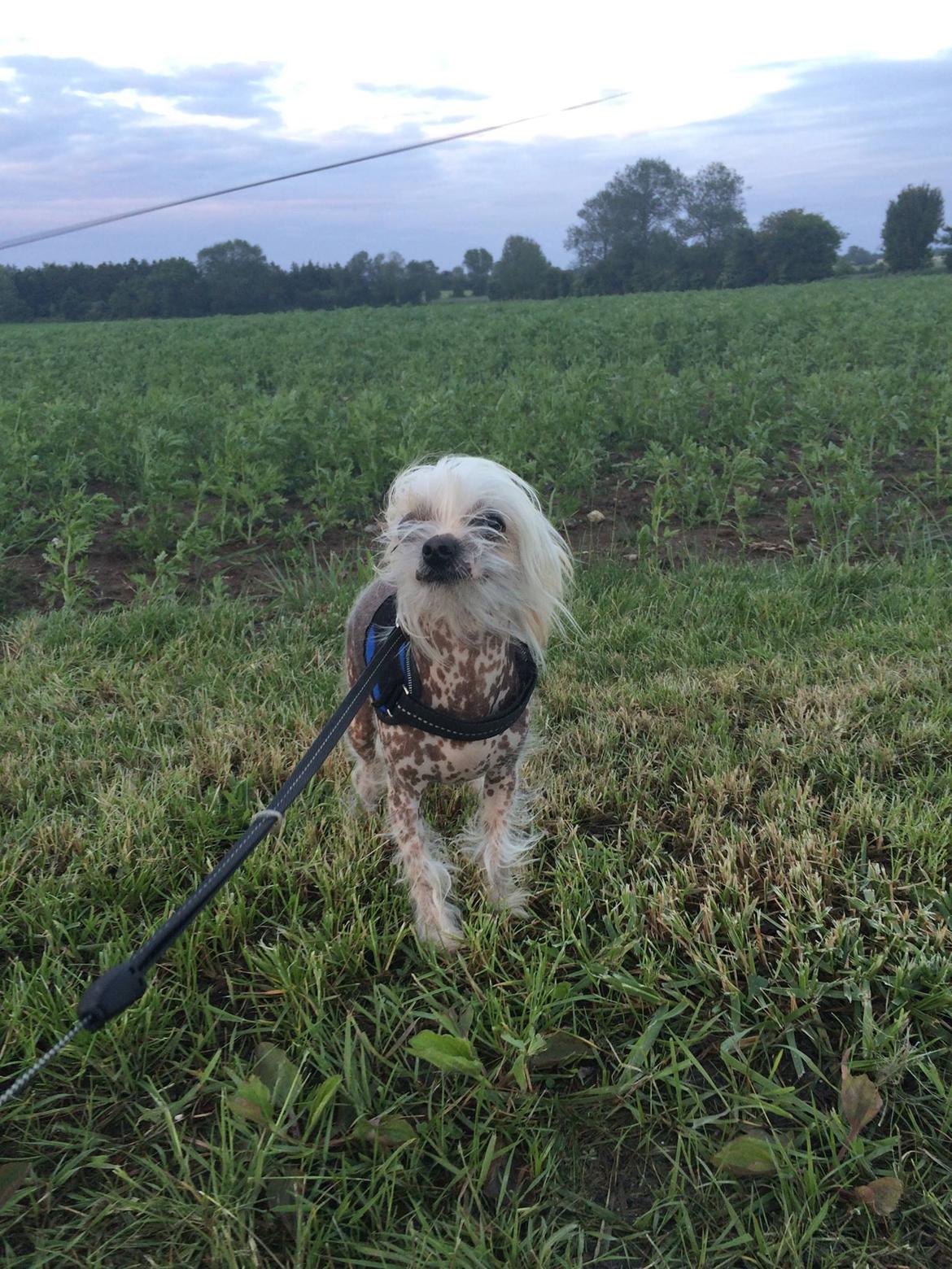 Blanding af racer Chilla billede 34