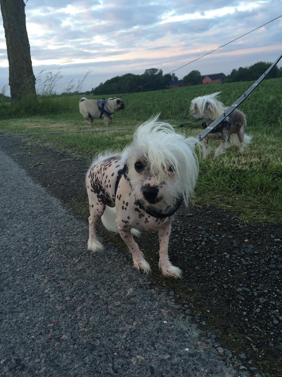 Blanding af racer Lilly billede 24