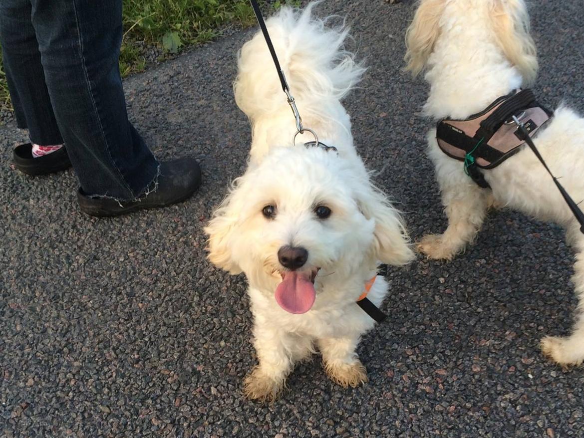 Blanding af racer Carlo billede 21