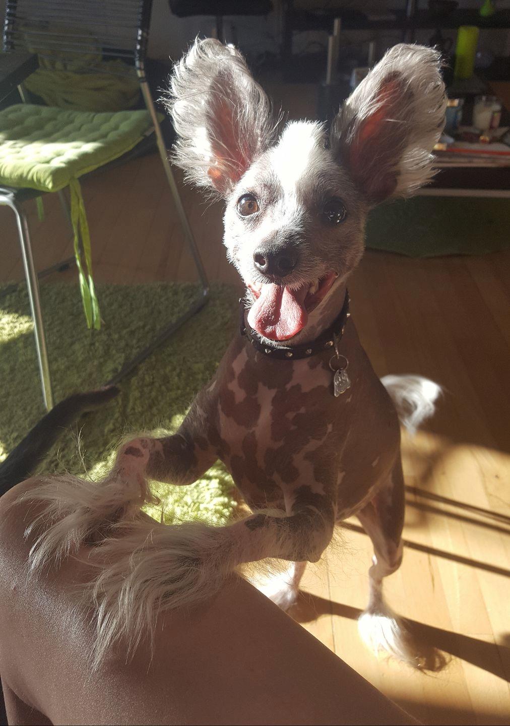 Chinese crested hårløs Spooky billede 2