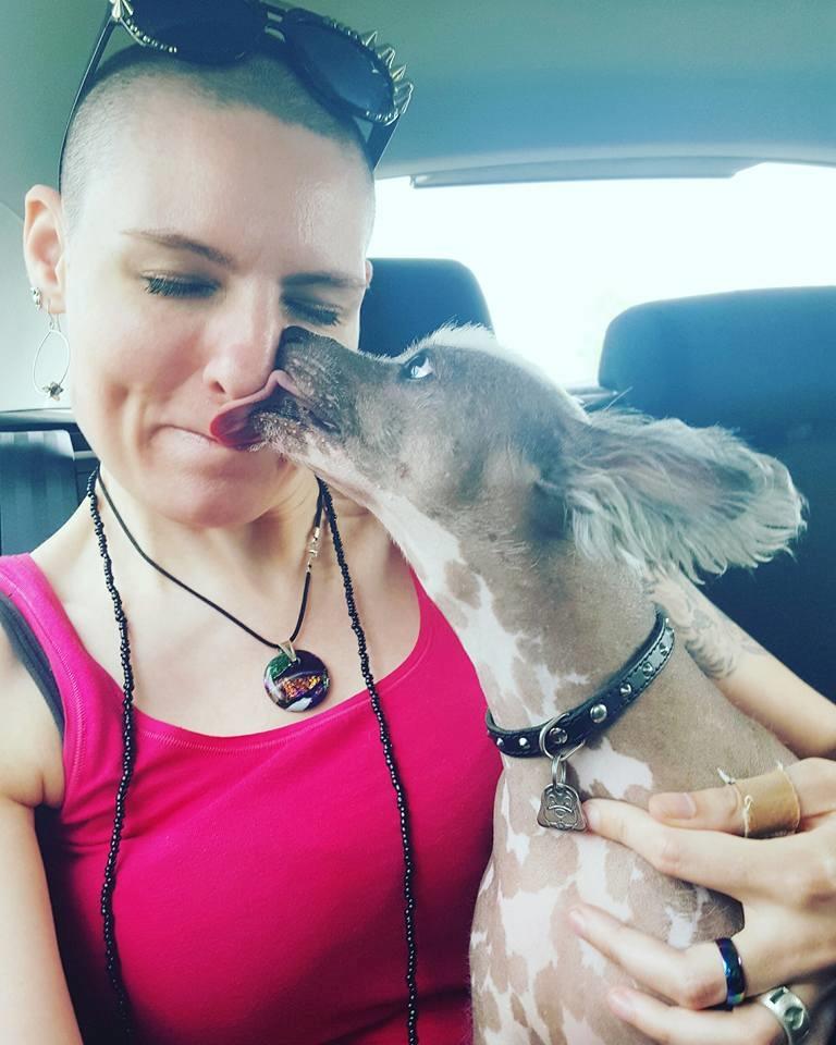 Chinese crested hårløs Spooky billede 25