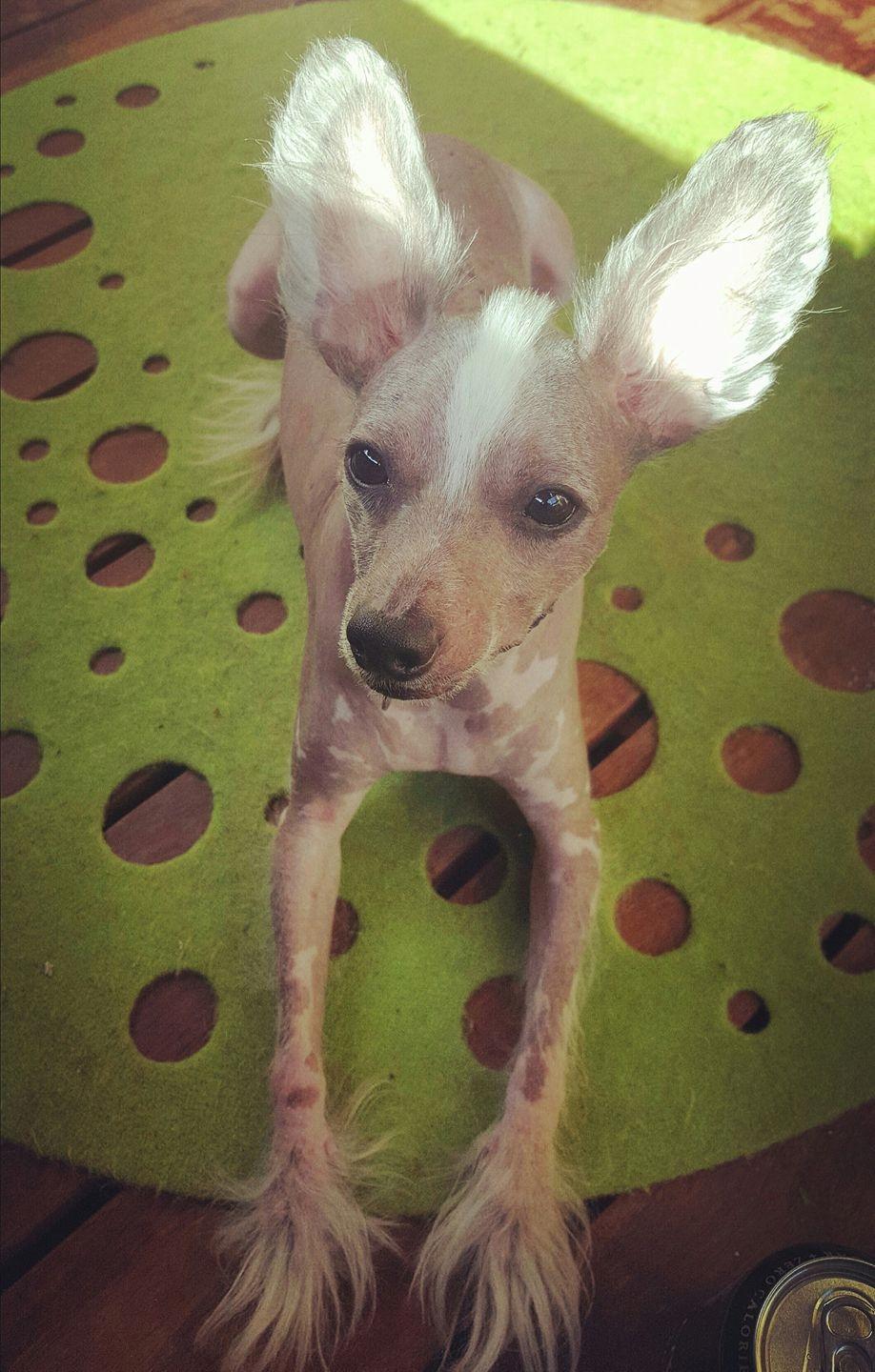 Chinese crested hårløs Spooky billede 38