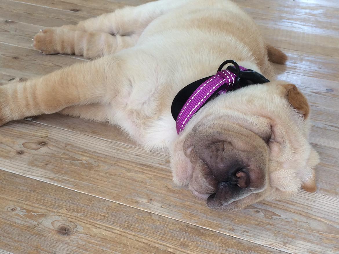 Shar pei Perle billede 1