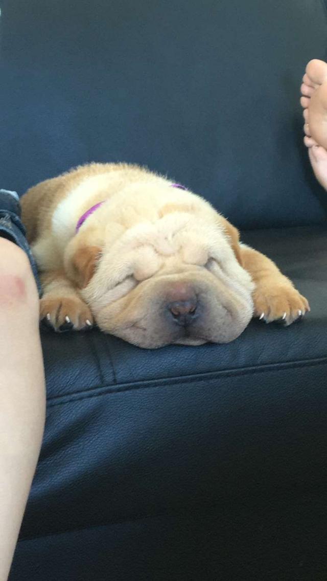 Shar pei Perle billede 5