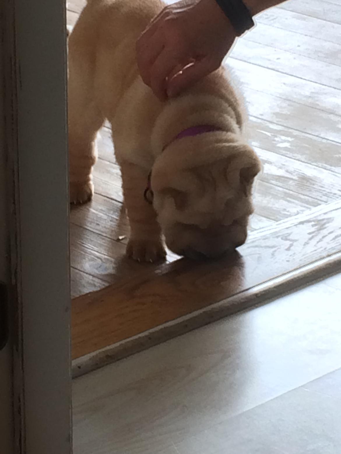 Shar pei Perle billede 2
