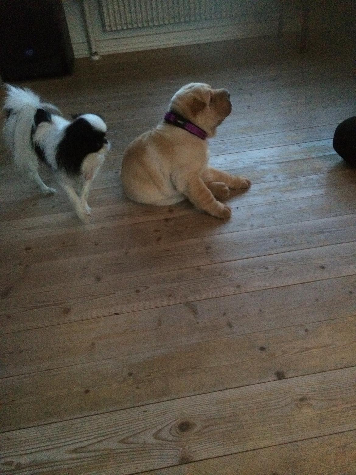 Shar pei Perle billede 6