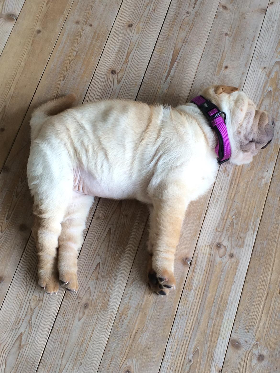 Shar pei Perle billede 4