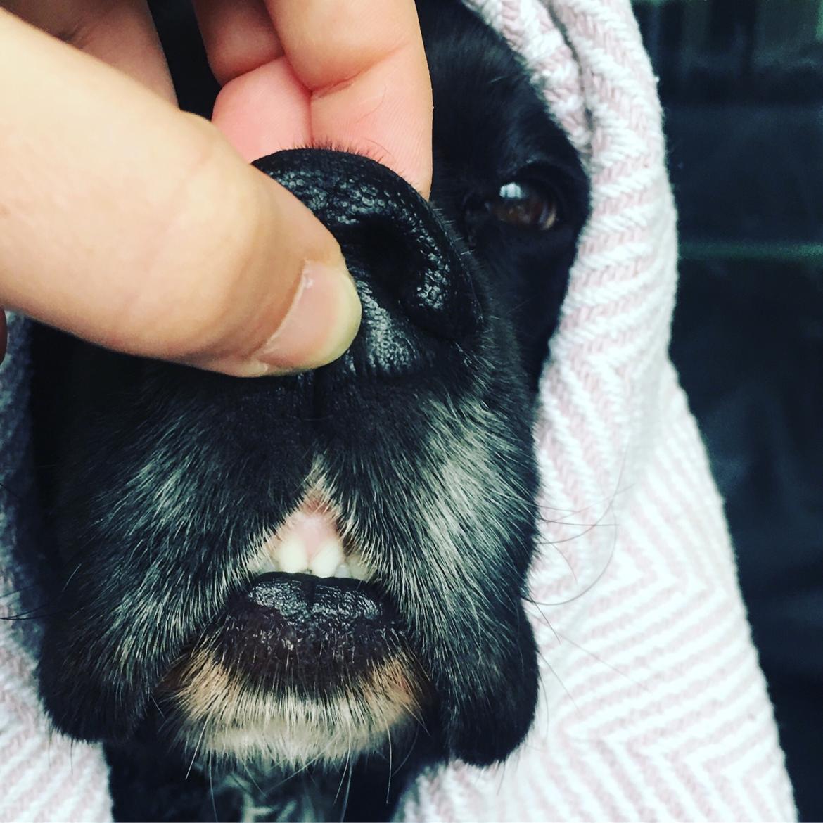 Cocker spaniel Koma billede 35