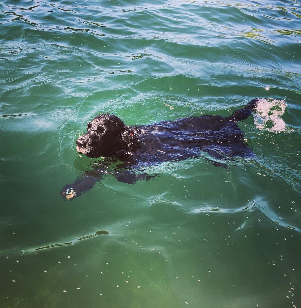 Cocker spaniel Koma billede 38