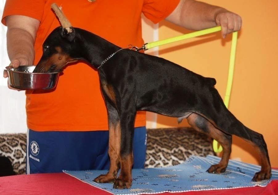 Dobermann Ben  billede 49