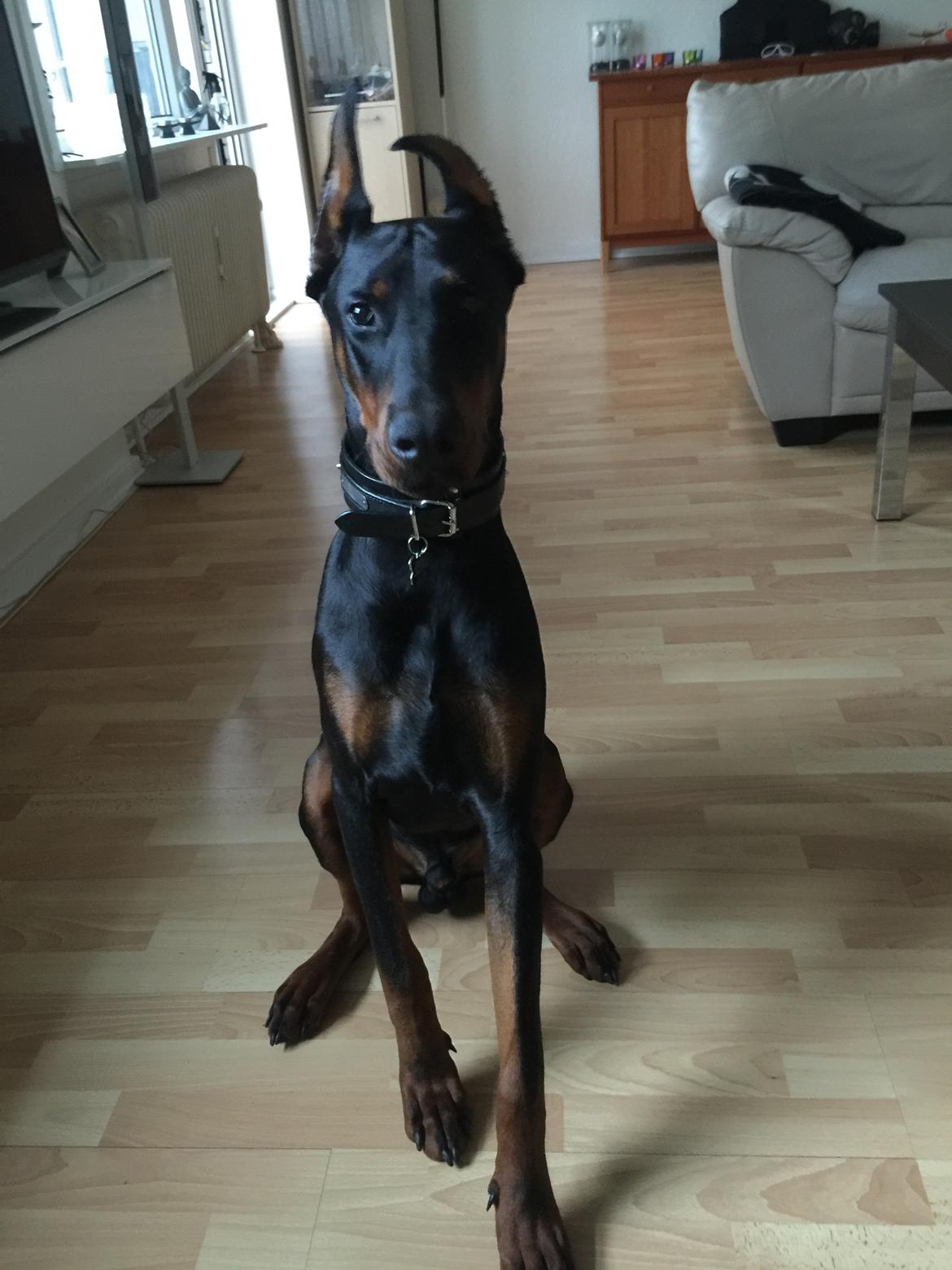 Dobermann Ben  billede 50