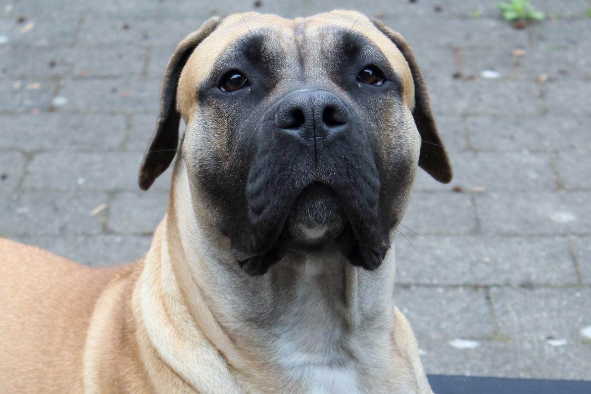 Perro de Presa Canario Crystal Fuerza Bull (Mina) - Crystal Fuerza Bull - 13 mdr. og 2 uger gammel billede 18