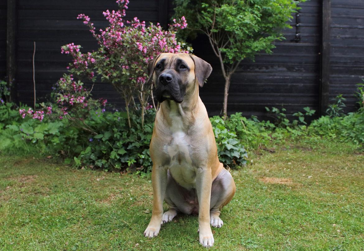 Perro de Presa Canario Crystal Fuerza Bull (Mina) - 14 mdr. gammel billede 17