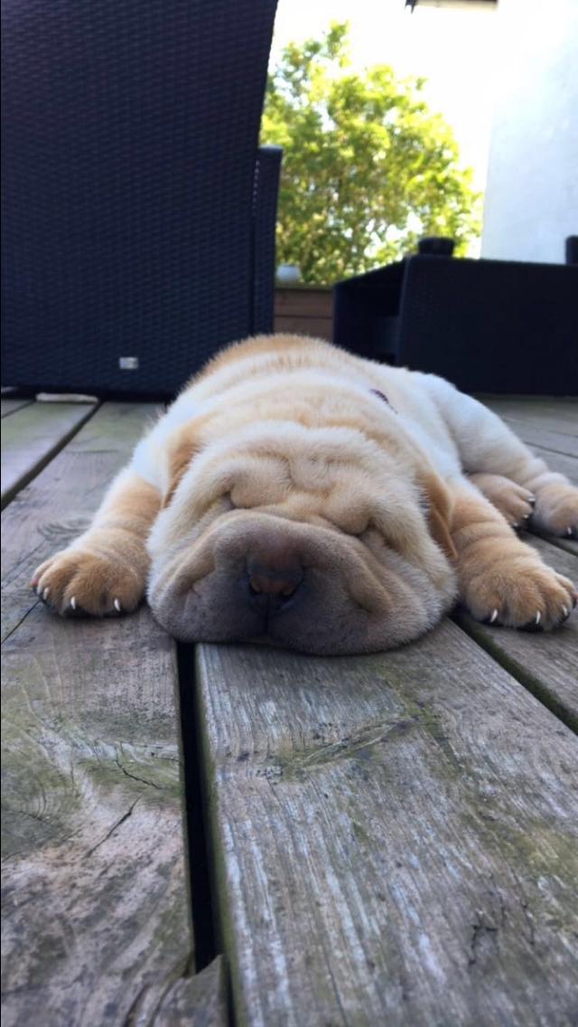 Shar pei Perle billede 7