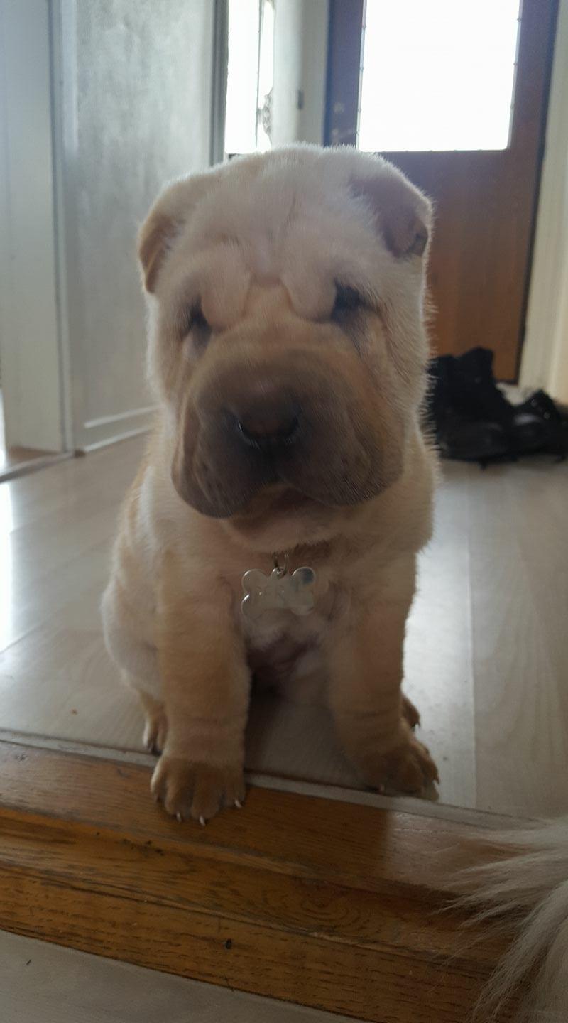 Shar pei Perle billede 8