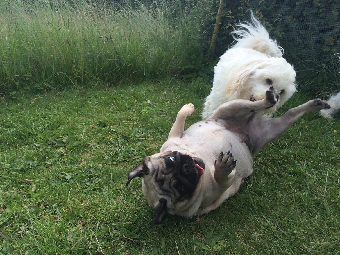 Mops Martha  billede 33