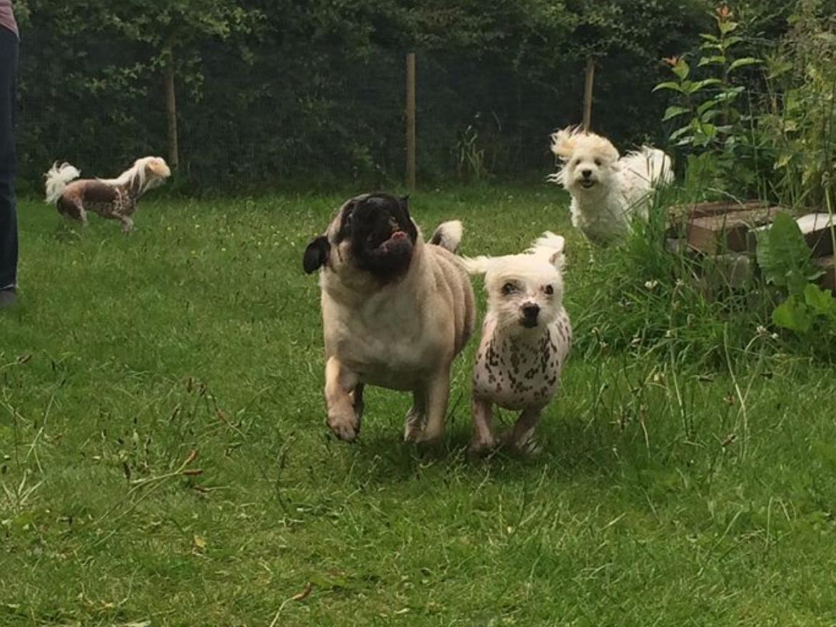 Mops Martha  billede 37