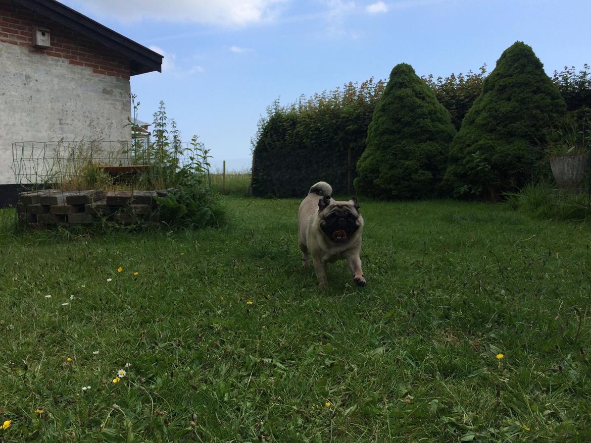 Mops Martha  billede 35