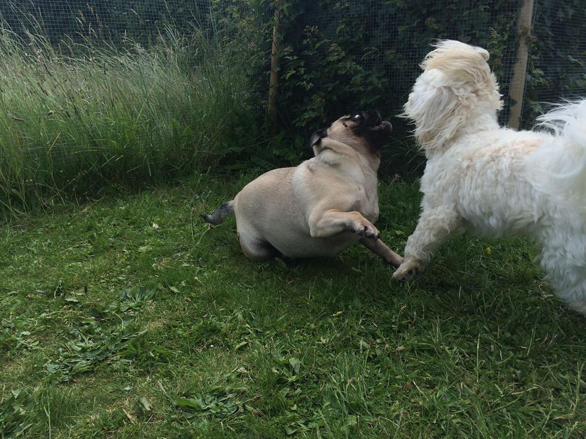 Mops Martha  billede 36