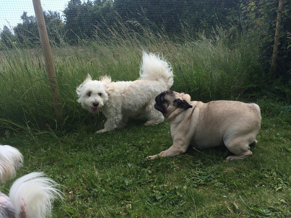 Blanding af racer Carlo billede 23