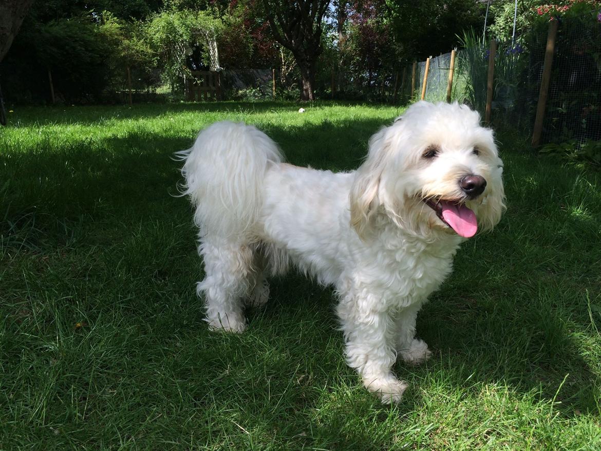 Blanding af racer Carlo billede 27