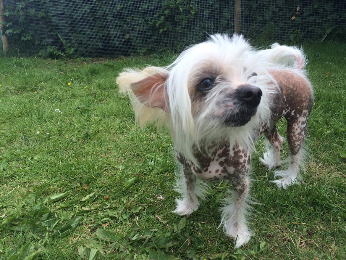 Blanding af racer Chilla billede 35