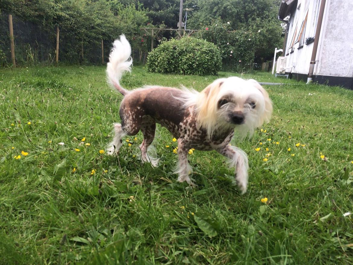 Blanding af racer Chilla billede 36