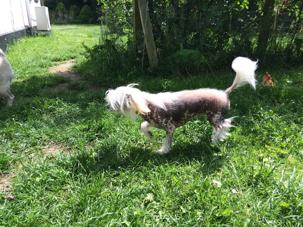 Blanding af racer Chilla billede 37