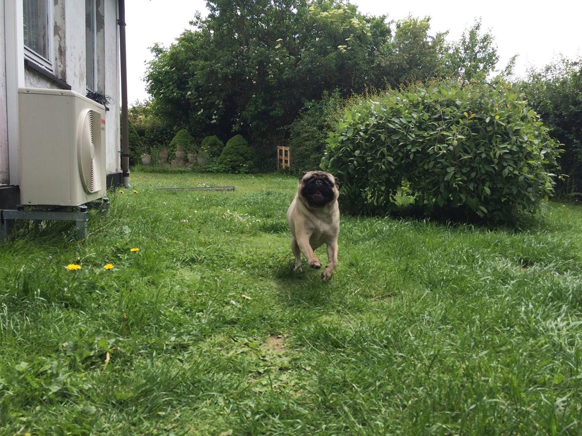 Mops Martha  billede 39