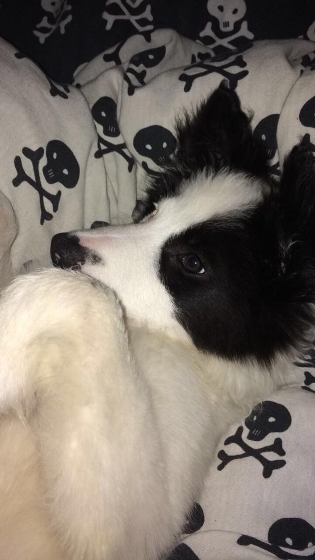 Border collie Twix billede 4