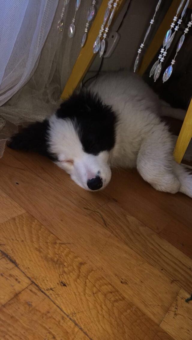 Border collie Twix billede 5