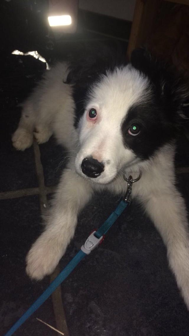 Border collie Twix billede 6