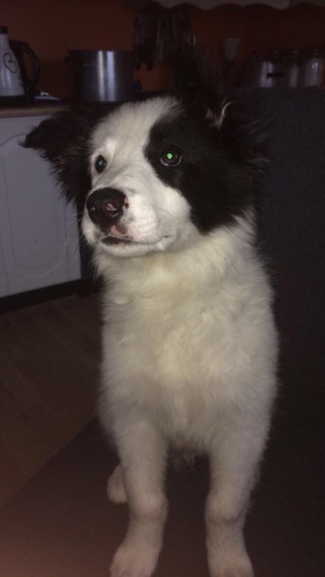 Border collie Twix billede 7