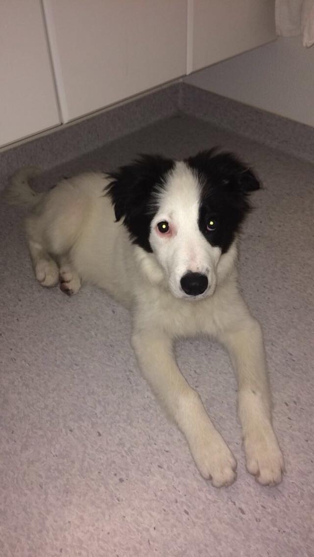 Border collie Twix billede 10