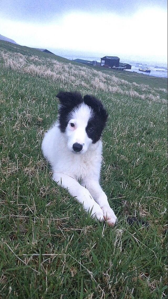 Border collie Twix billede 11