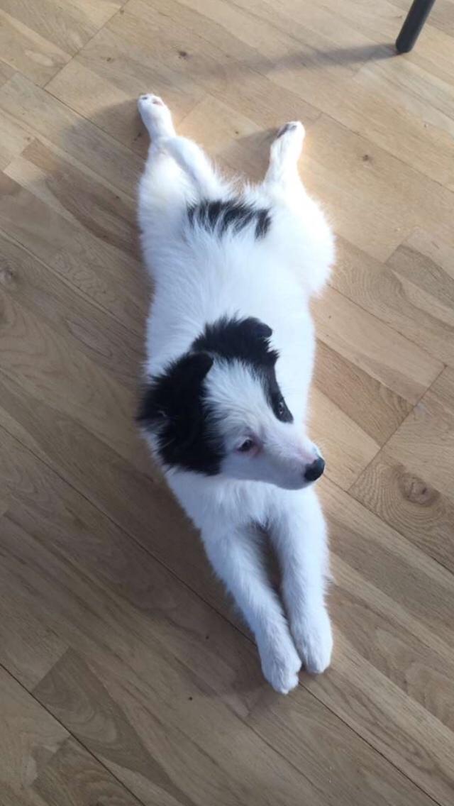 Border collie Twix billede 12